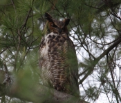 2016 04 16 Owls 018